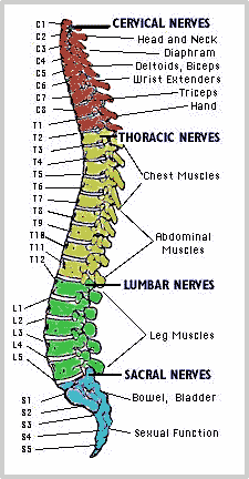 Profile of Spine and Nerves